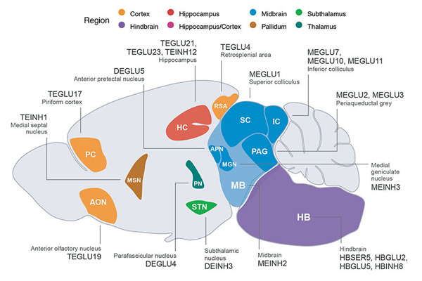 Sugar is processed differently in the brains of obesity-prone vs. obesity-resistant rats