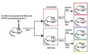 Researchers leverage cell self-destruction to treat brain tumors