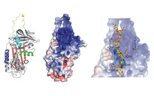 Heparin Binding Protein (HBP) Magnetic Particle Chemiluminescence Method (Acridinium Ester)/Fluorescence Immunochromatography Solution