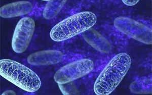 Coenzyme NAD Series Products