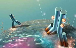 Seebio Tag Antibodies as Your Premier Choice