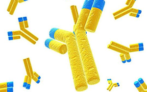 Antibody Affinity Chromatography for High-Purity Recombinant Protein A (Seebio® rProtein A)