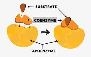 Coenzyme Q10 （CAS: 303-98-0）: Its Efficacy and Cross-Industry Applications