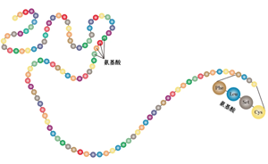 Biomimetic Peptides---